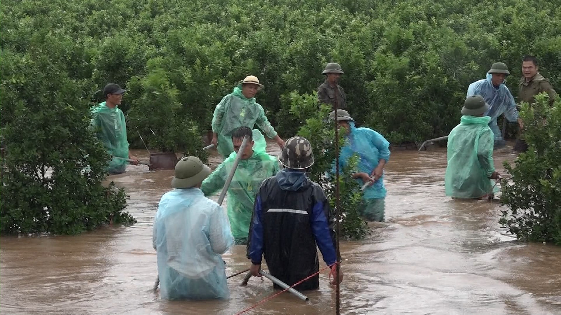   Người dân Văn Giang di chuyển cây trồng chống úng ngập